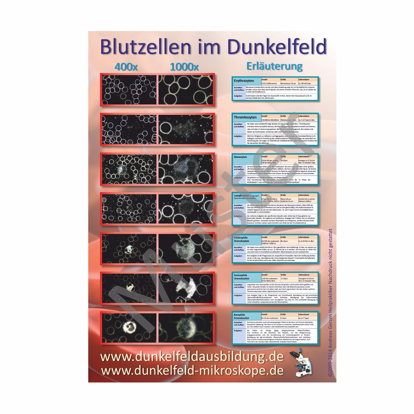 Poster: Blutzellen im Dunkelfeld Größe A1