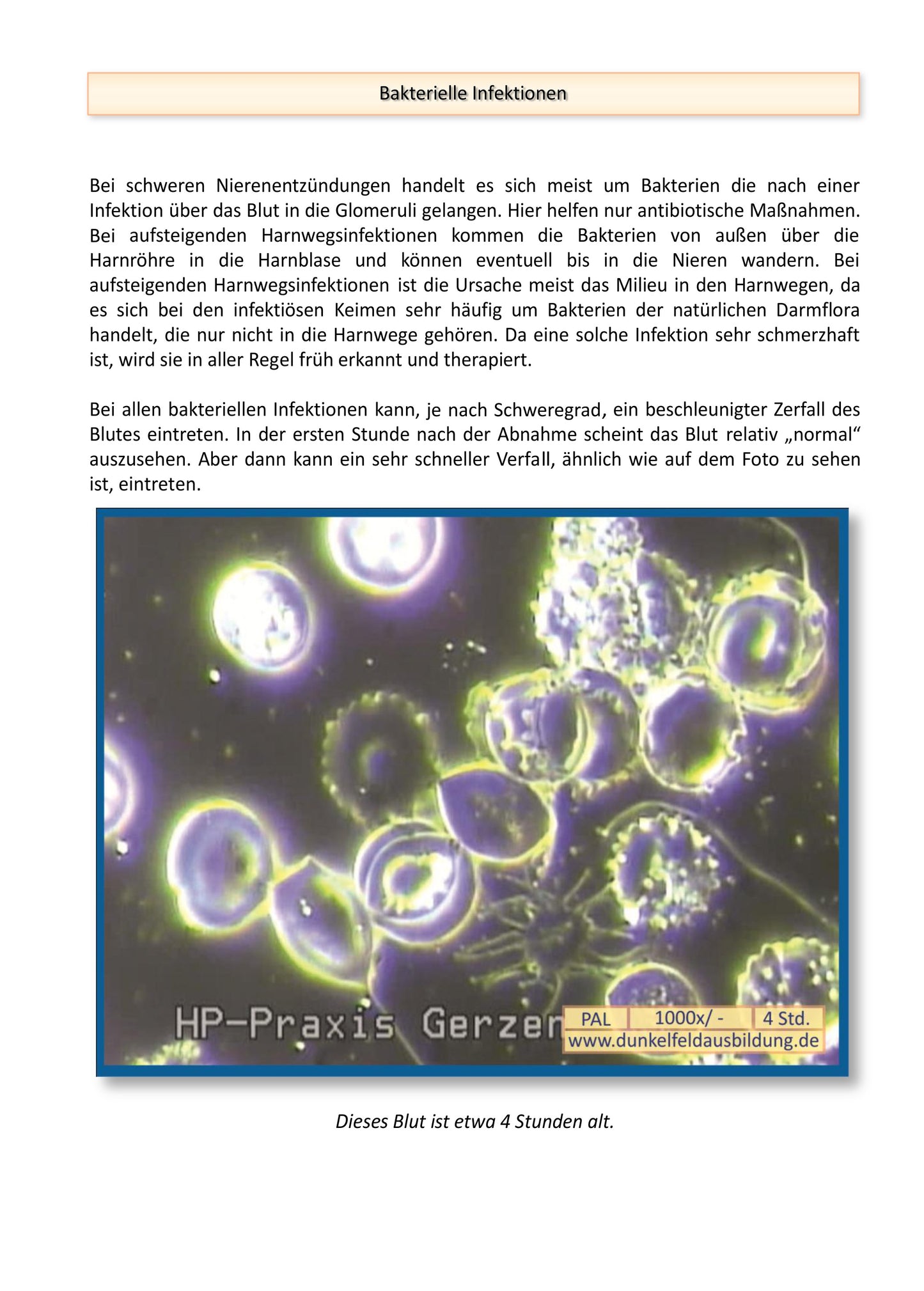 Buch: Therapiehandbuch Dunkelfeldblutdiagnostik 3. Auflage